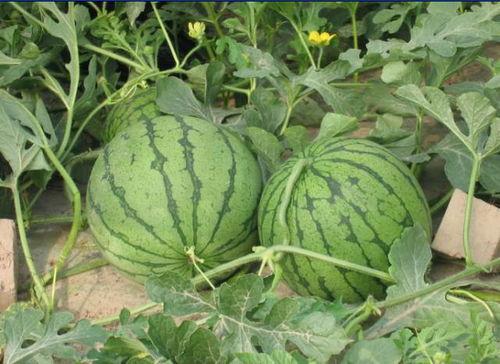 峄城吃瓜事件,一场网络热议背后的真相与反思