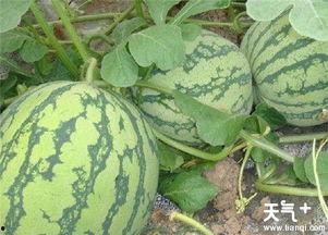 吃瓜头好还是瓜尾好,谁才是夏日消暑的最佳选择？  第1张