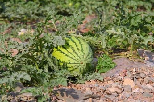 吃瓜头好还是瓜尾好,谁才是夏日消暑的最佳选择？  第2张