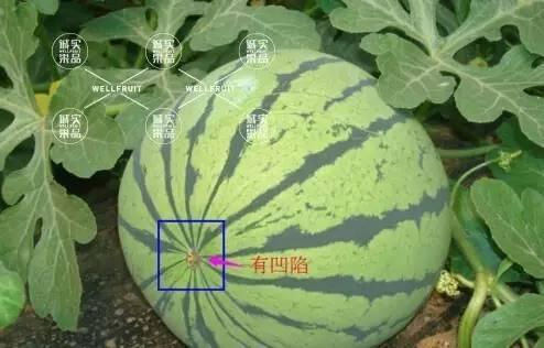 吃瓜头好还是瓜尾好,谁才是夏日消暑的最佳选择？  第3张