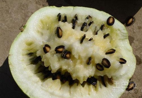 产妇怎么吃籽瓜,营养滋补，助力产妇恢复健康