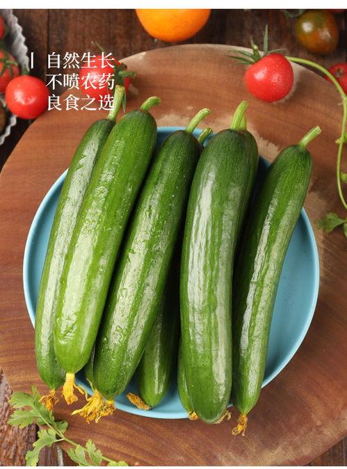 小瓜是毛瓜吗怎么吃,辨别与美味烹饪指南