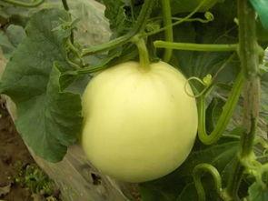 小瓜是毛瓜吗怎么吃,辨别与美味烹饪指南  第2张