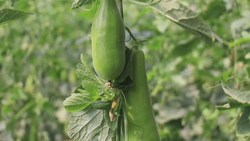 小瓜是毛瓜吗怎么吃,辨别与美味烹饪指南  第3张