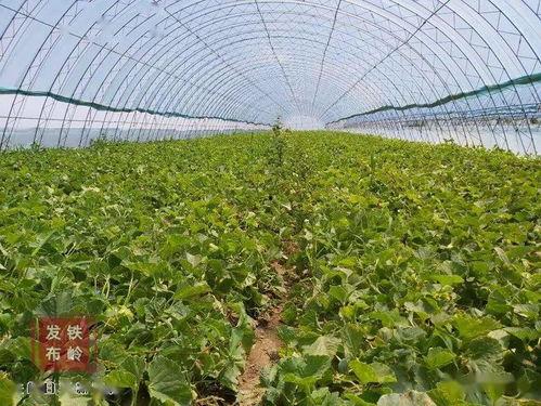 柳条吃瓜,夏日田园风情画卷  第2张