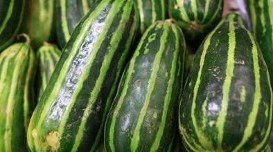 温州梢瓜怎么吃,解锁夏日清新美味  第2张