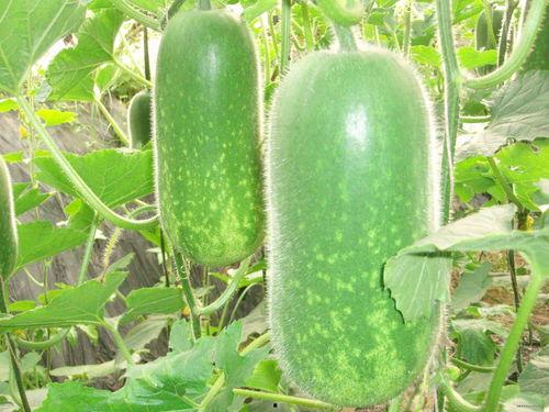 灌云吃高瓜,探寻高瓜的独特风味  第1张