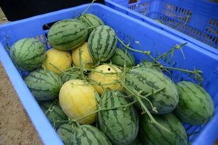 胶州吃瓜群,揭秘网络社交背后的趣味与争议