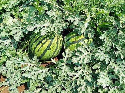 胶州吃瓜群,揭秘网络社交背后的趣味与争议  第3张