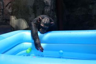 防止动物吃瓜措施,有效防止动物吃瓜的实用措施  第2张