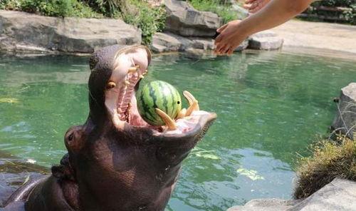 防止动物吃瓜措施,有效防止动物吃瓜的实用措施  第3张