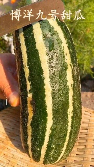 没有熟的瓜怎么吃,未熟瓜果的巧妙食用攻略