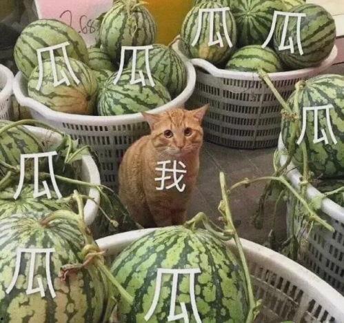 吃瓜俱乐部头像,揭秘吃瓜俱乐部神秘头像背后的故事  第3张