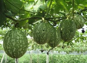 真人吃瓜的图片,揭秘瓜界风云