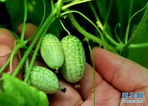 荷兰吃瓜,探寻荷兰独特的“吃瓜”文化  第2张