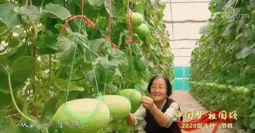 山东吃瓜事件最新,一场网络热议背后的真相与反思  第2张