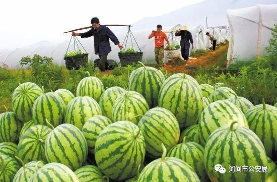 沧州吃瓜网红事件,一场网络舆论的发酵与反思