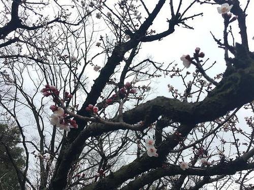 樱花吃瓜阁  第1张