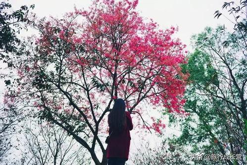 樱花吃瓜阁  第3张