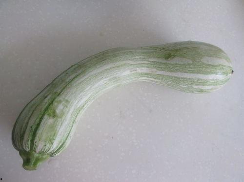 吊瓜吃馅吗  第3张